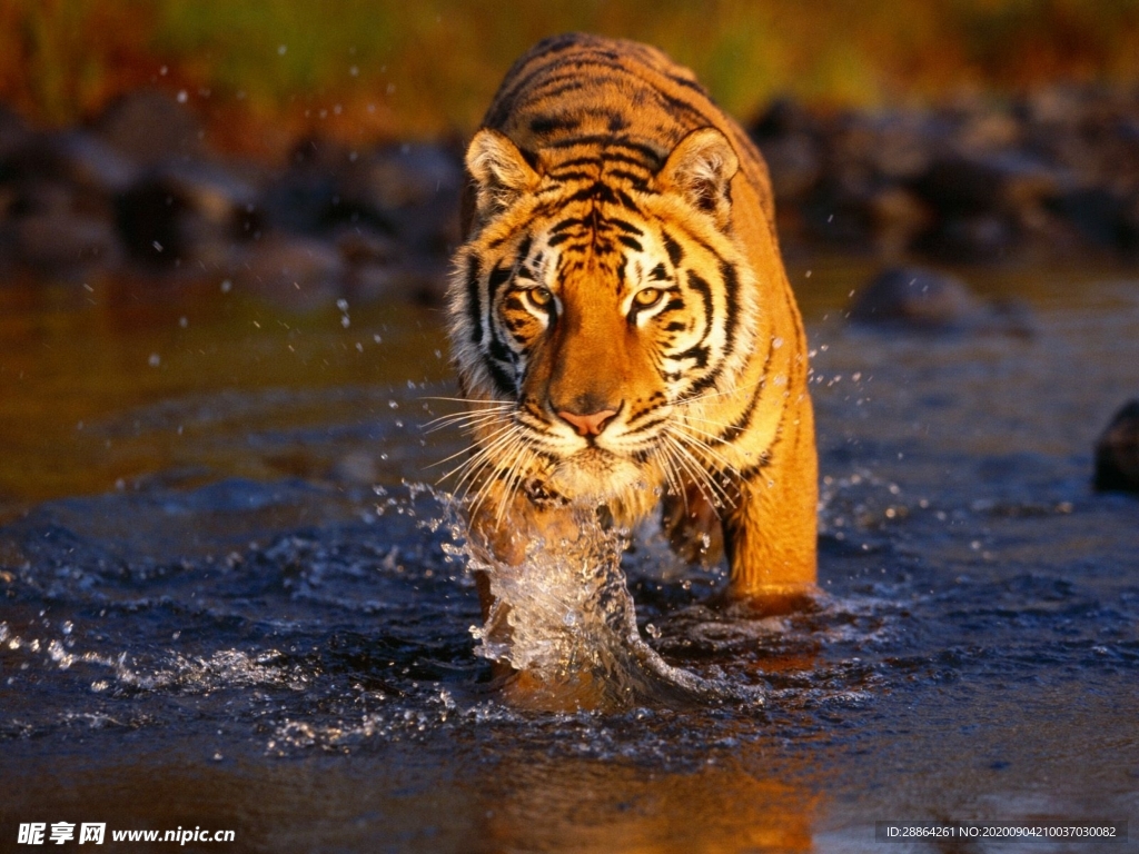 动物 宠物 狗 猫 生物世界
