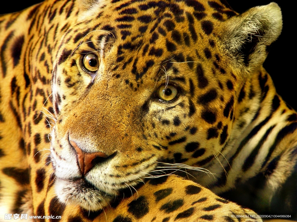 动物 宠物 狗 猫 生物世界