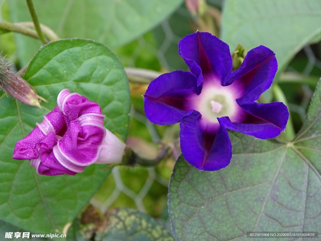 花卉 花草 花海 花景 花束