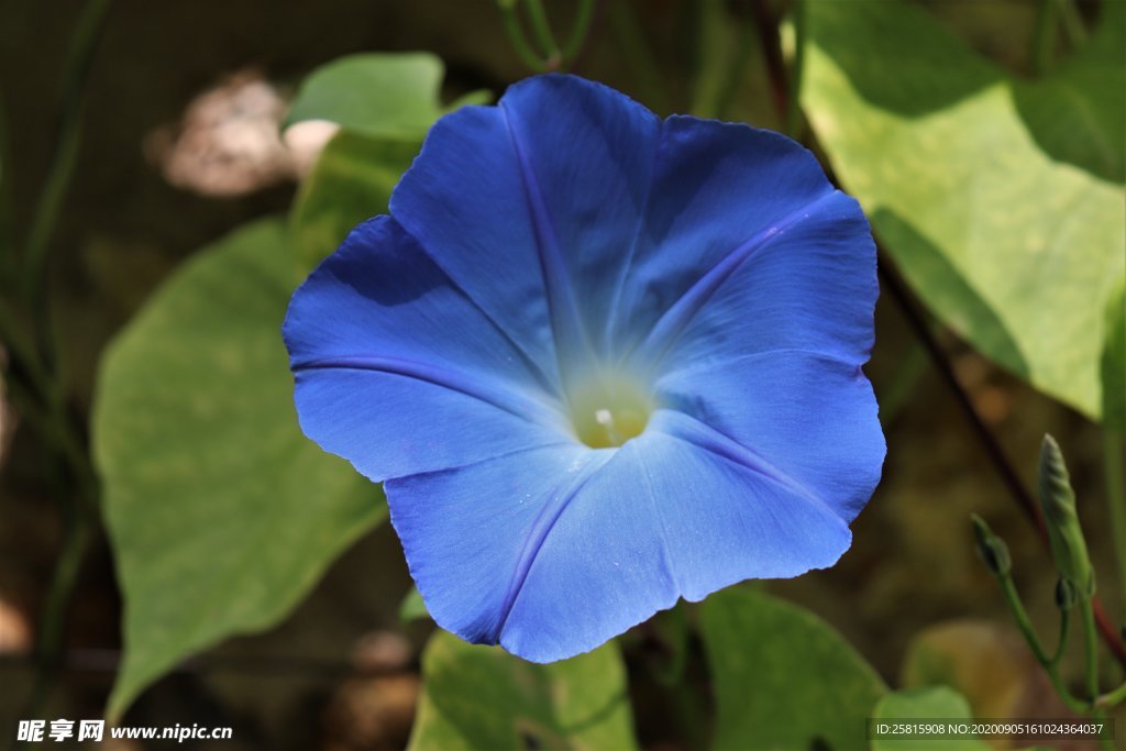 牵牛花