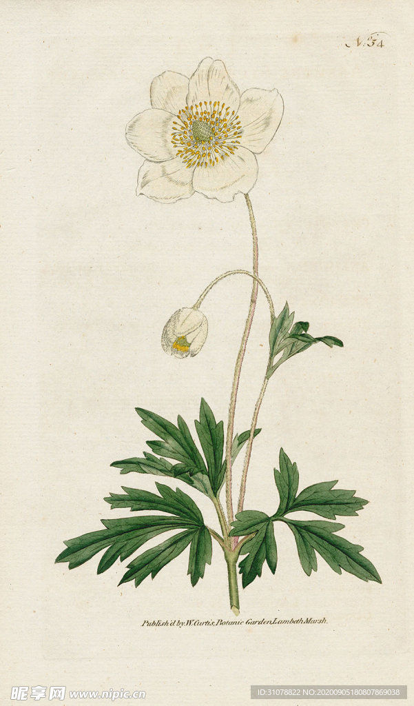 欧式复古色调花朵植物