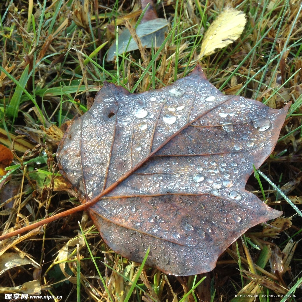 秋天 露水 叶子