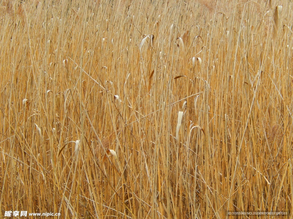 芦苇 黄色背景