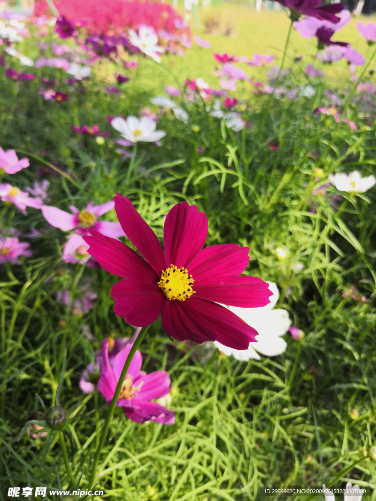 格桑花