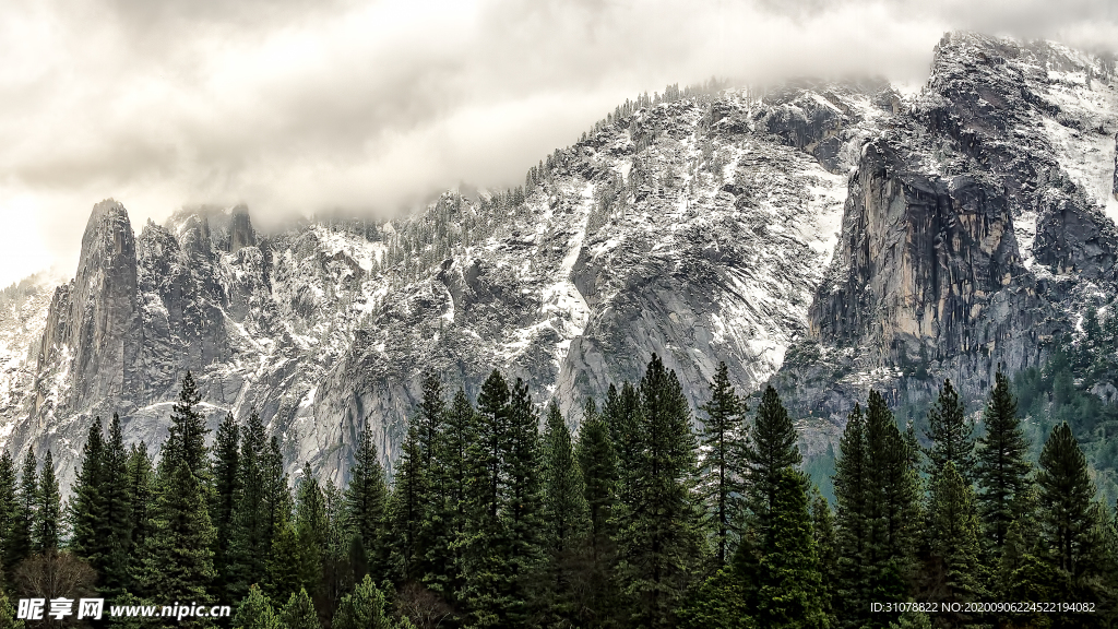 自然风景树林摄影图