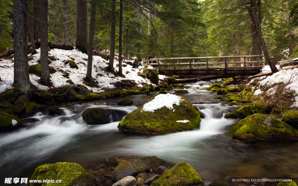 自然风景树林摄影图