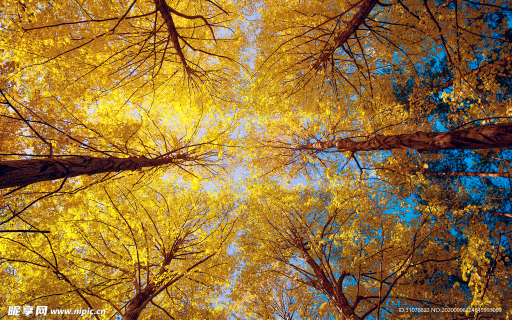 自然风景树林摄影图