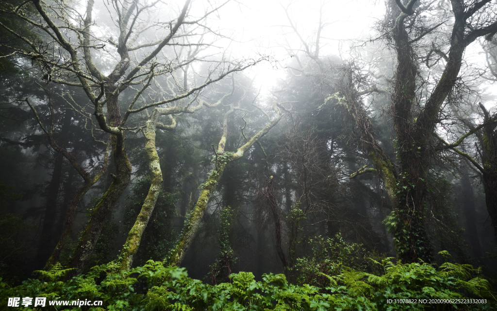 自然风景树林摄影图