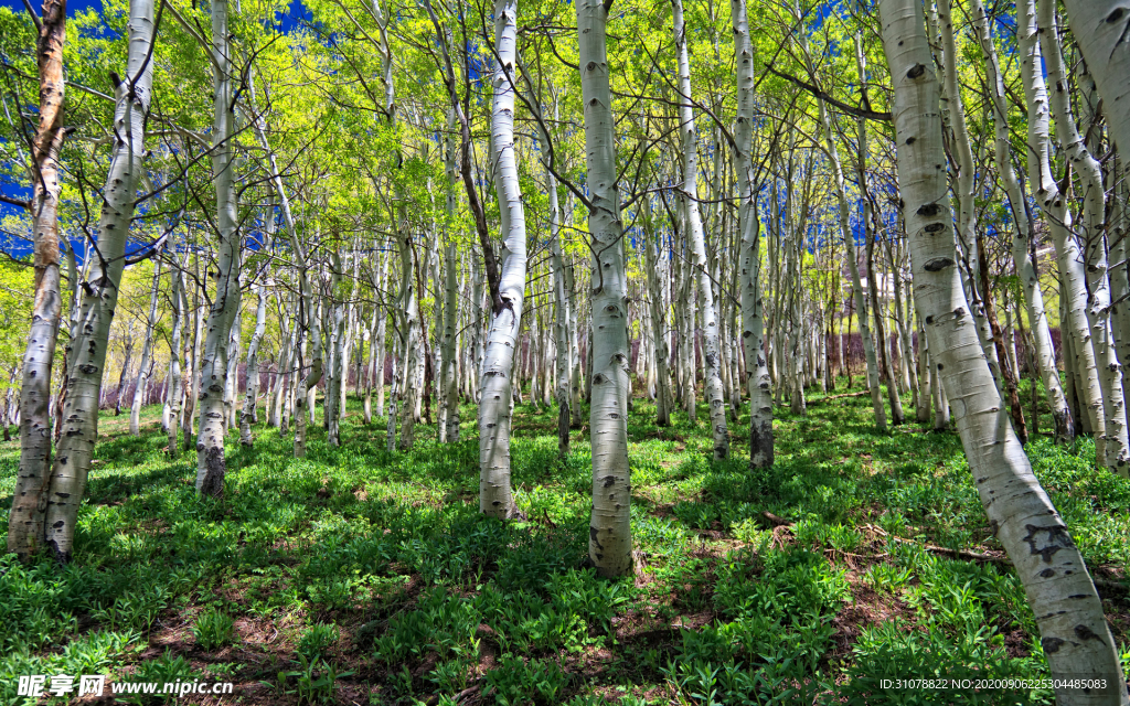 自然风景树林摄影图