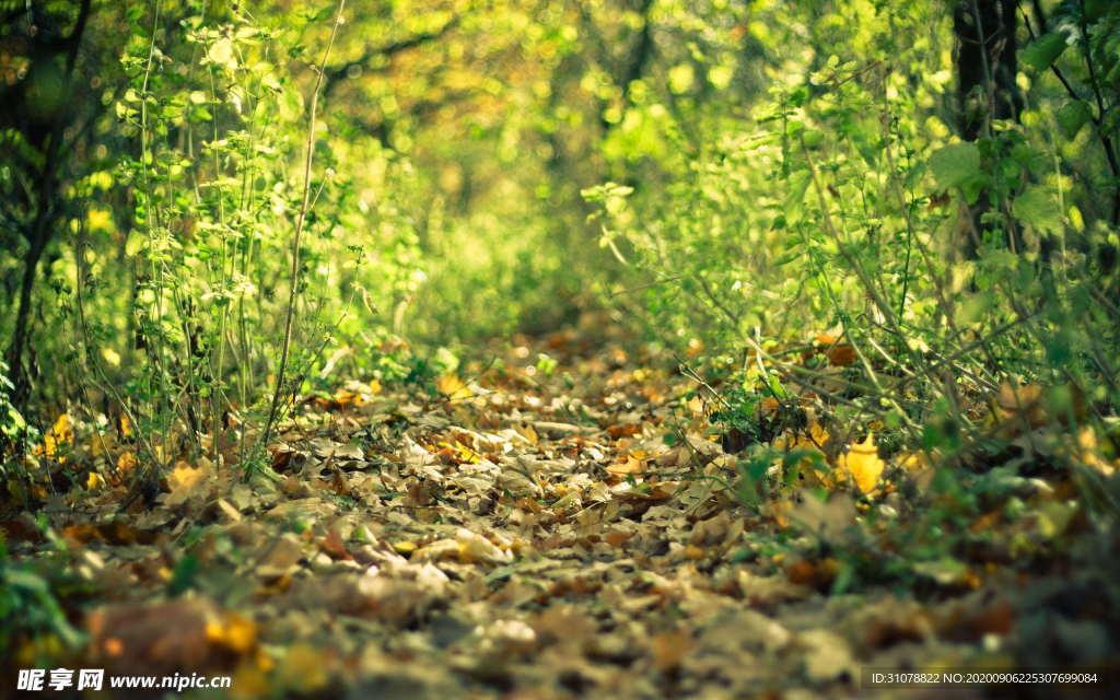 自然风景树林摄影图