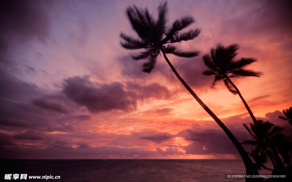 自然风景树林摄影图