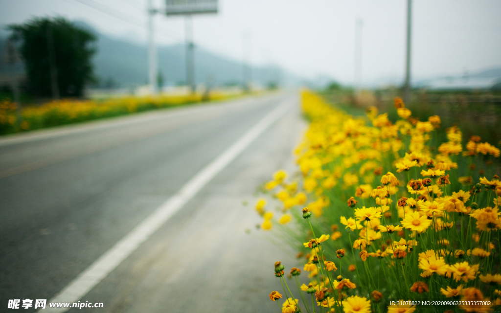 自然风景树林摄影图