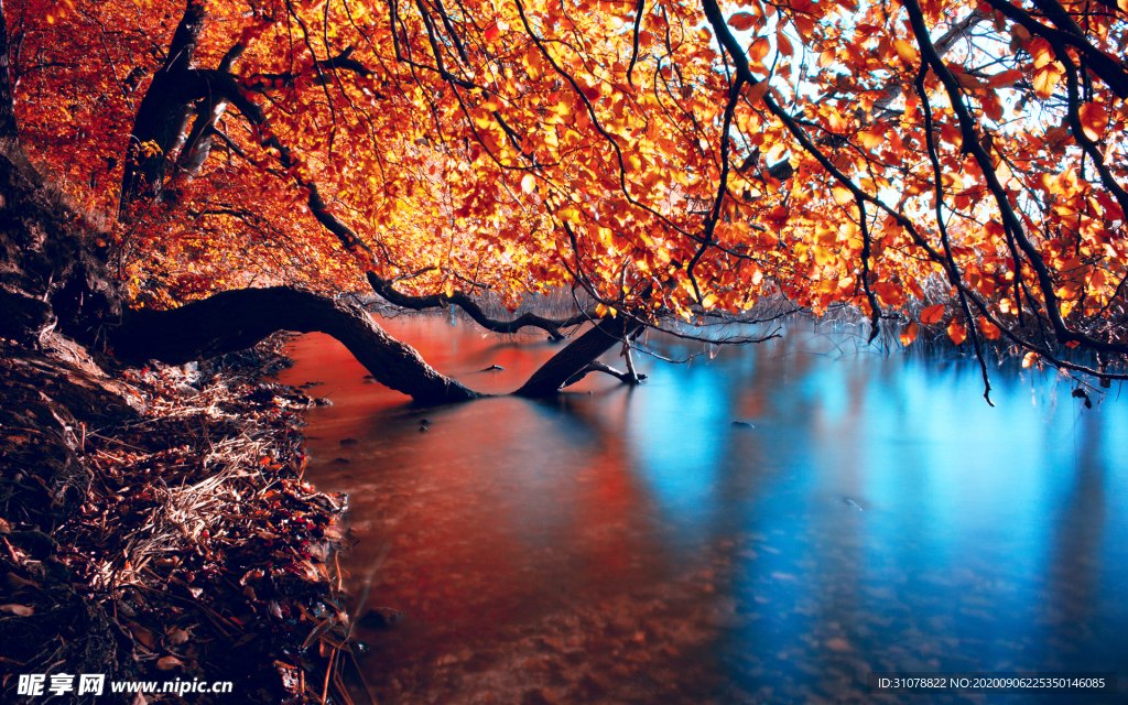 自然风景树林摄影图