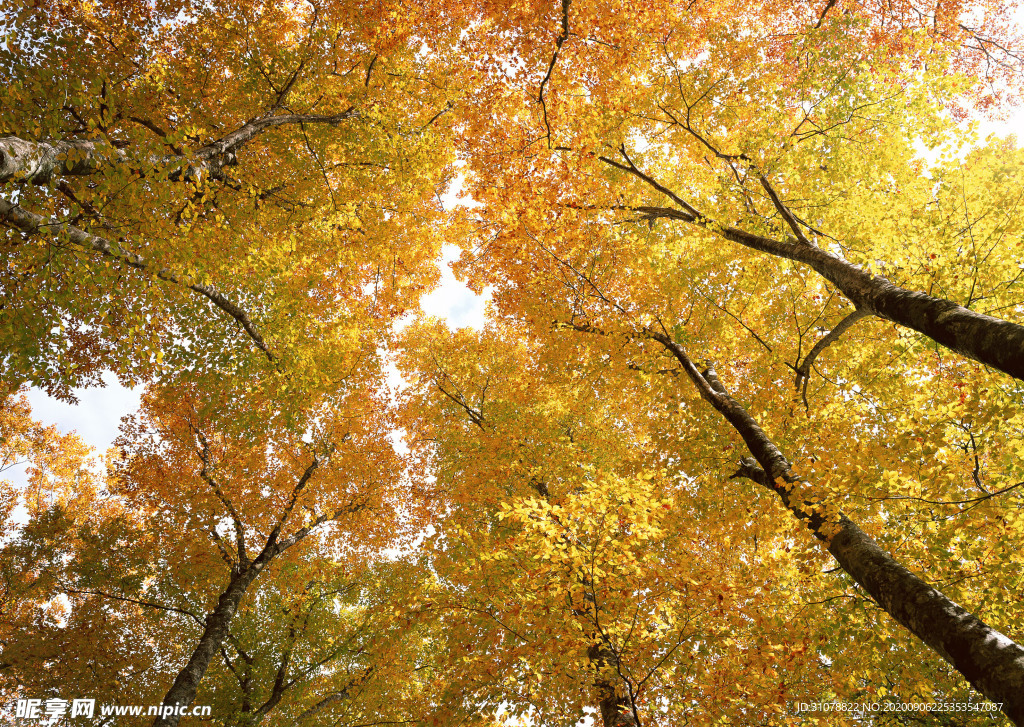 自然风景树林摄影图