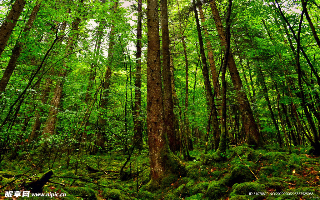 自然风景树林摄影图