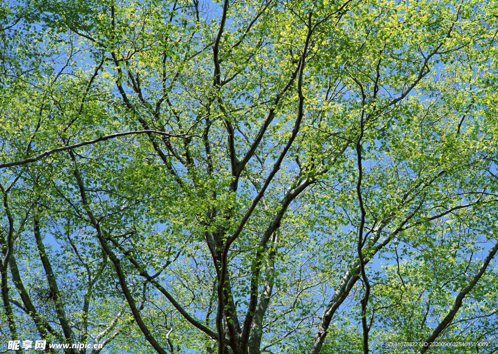 自然风景树林摄影图