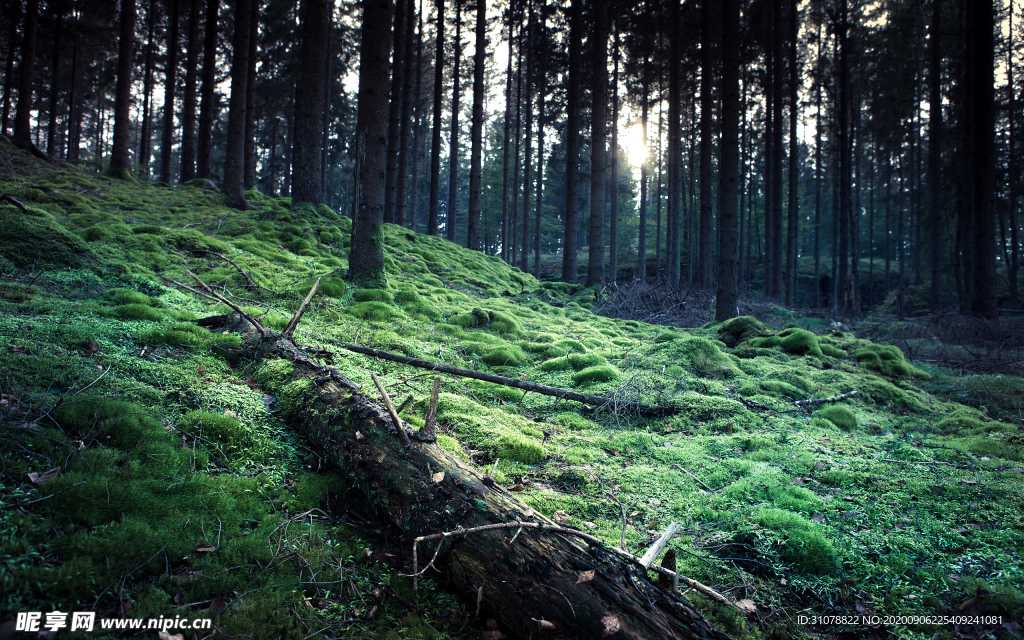 自然风景树林摄影图
