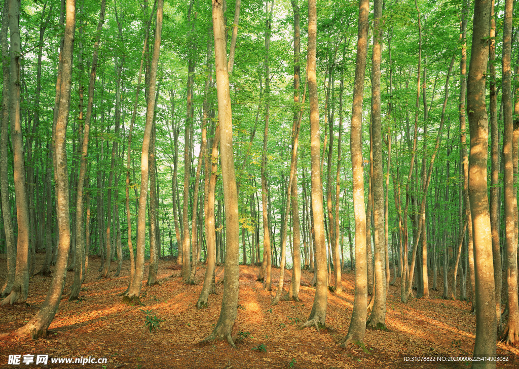 自然风景树林摄影图