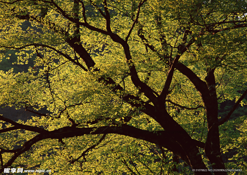 自然风景树林摄影图