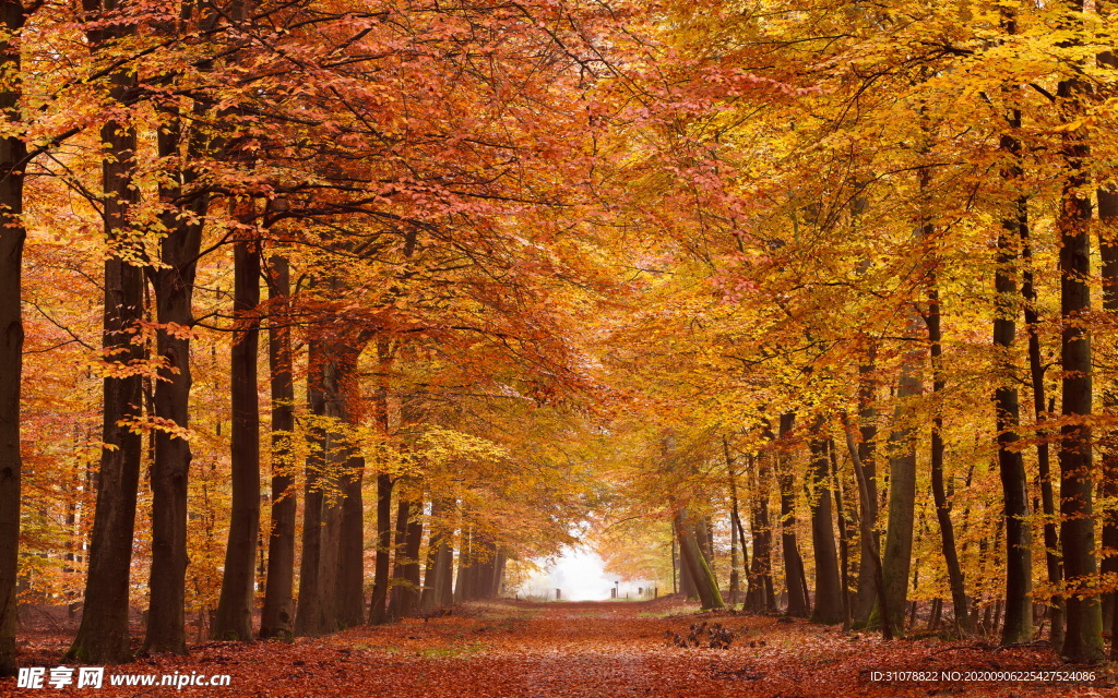 自然风景树林摄影图