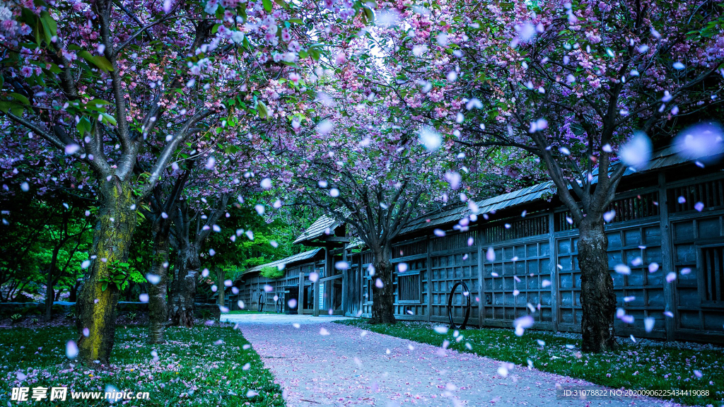 自然风景树林摄影图