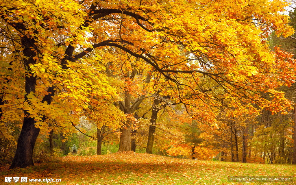自然风景树林摄影图