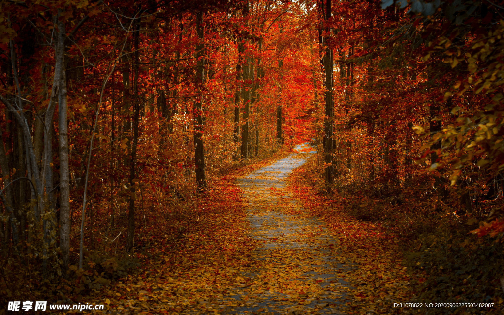 自然风景树林摄影图