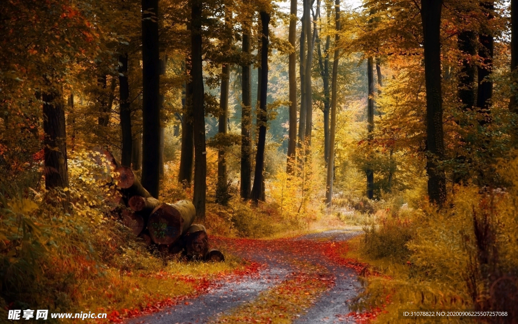 自然风景树林摄影图