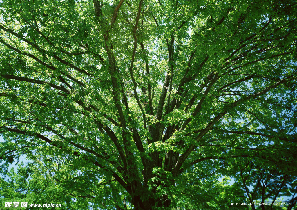 自然风景树林摄影图