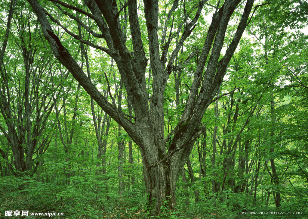 自然风景树林摄影图