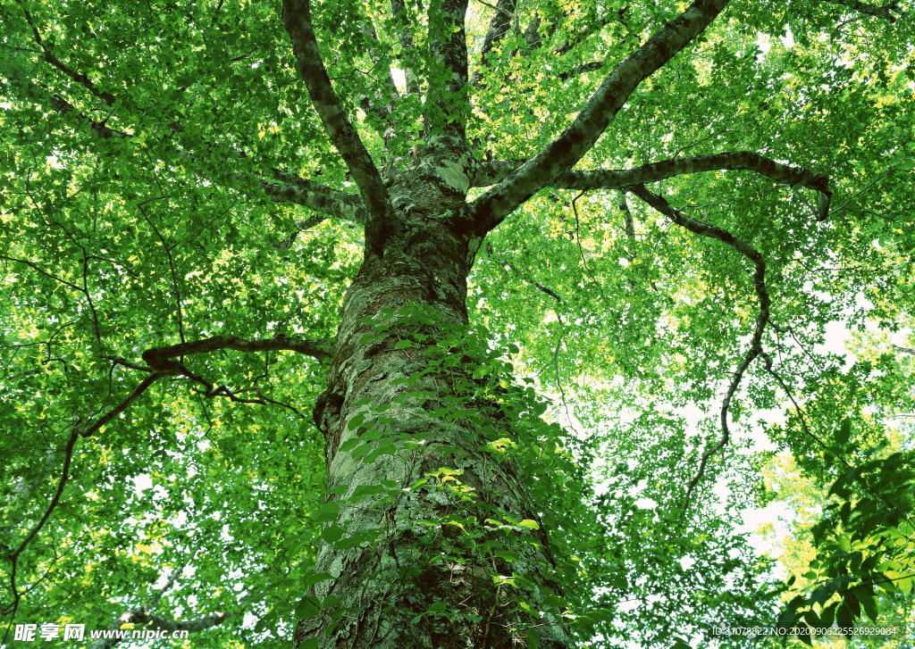 自然风景树林摄影图