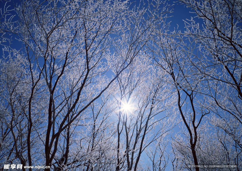 自然风景树林摄影图