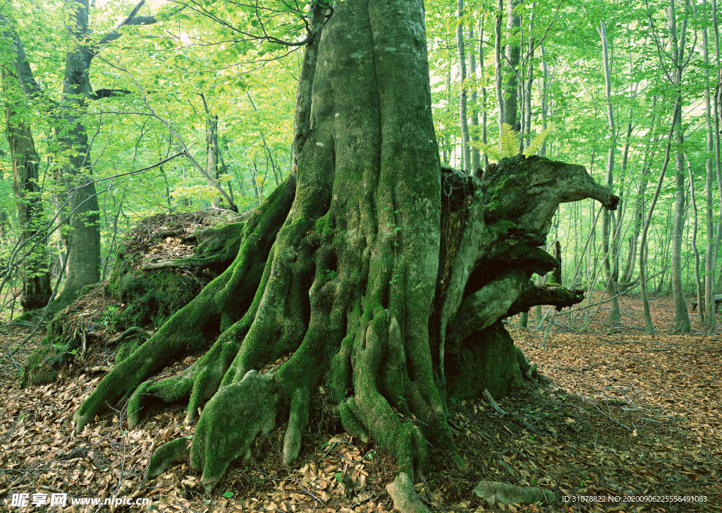 自然风景树林摄影图