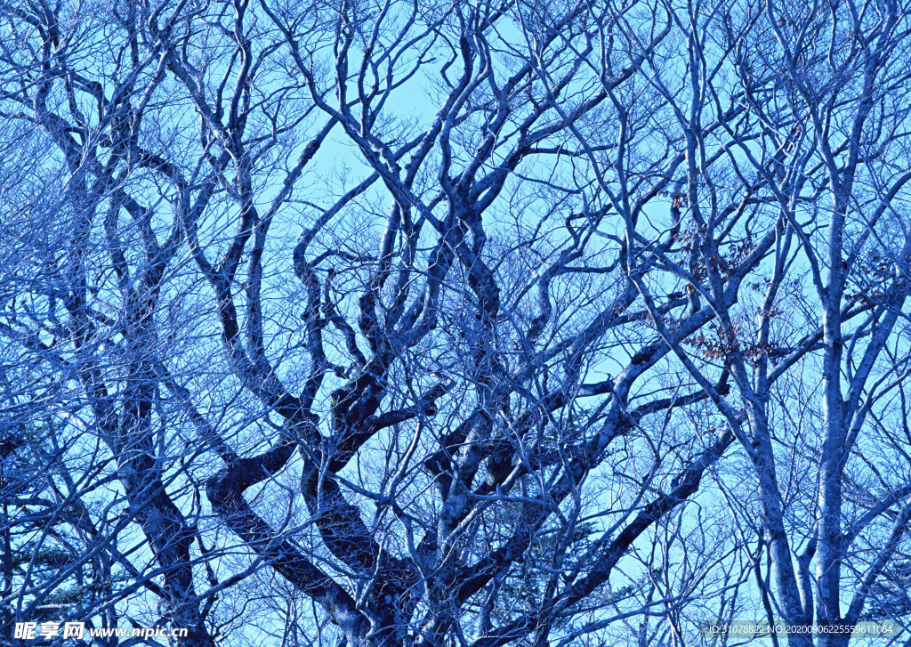 自然风景树林摄影图