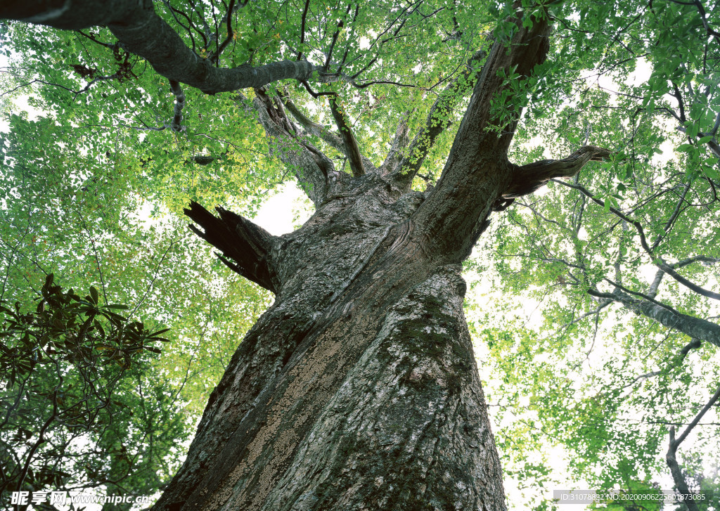 自然风景树林摄影图