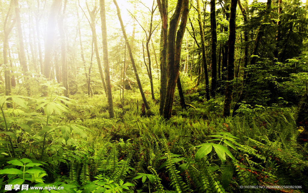 自然风景树林摄影图