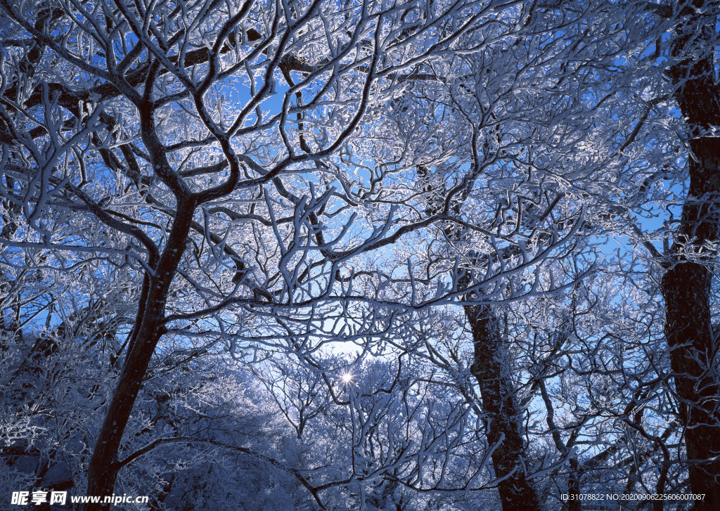 自然风景树林摄影图