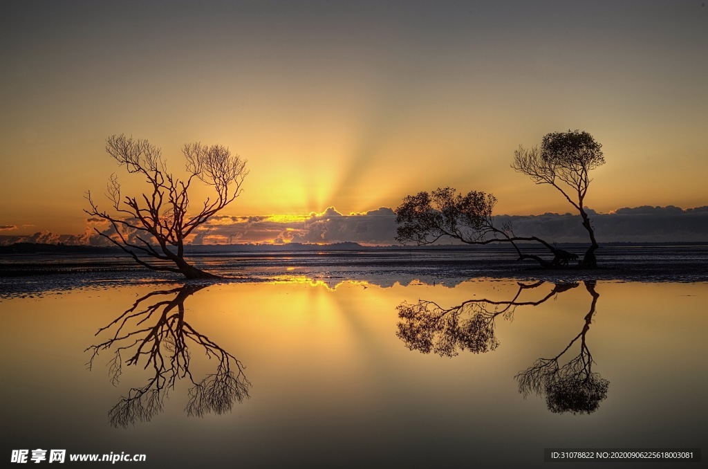 自然风景树林摄影图