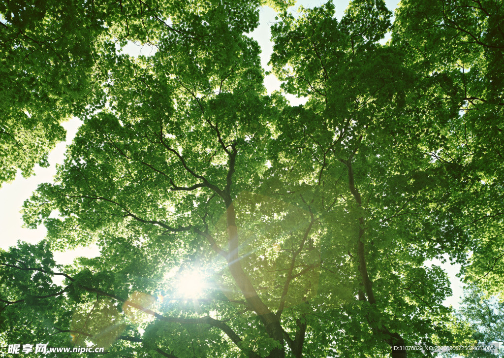 自然风景树林摄影图