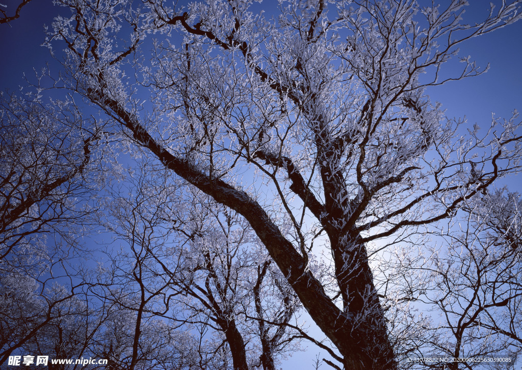 自然风景树林摄影图