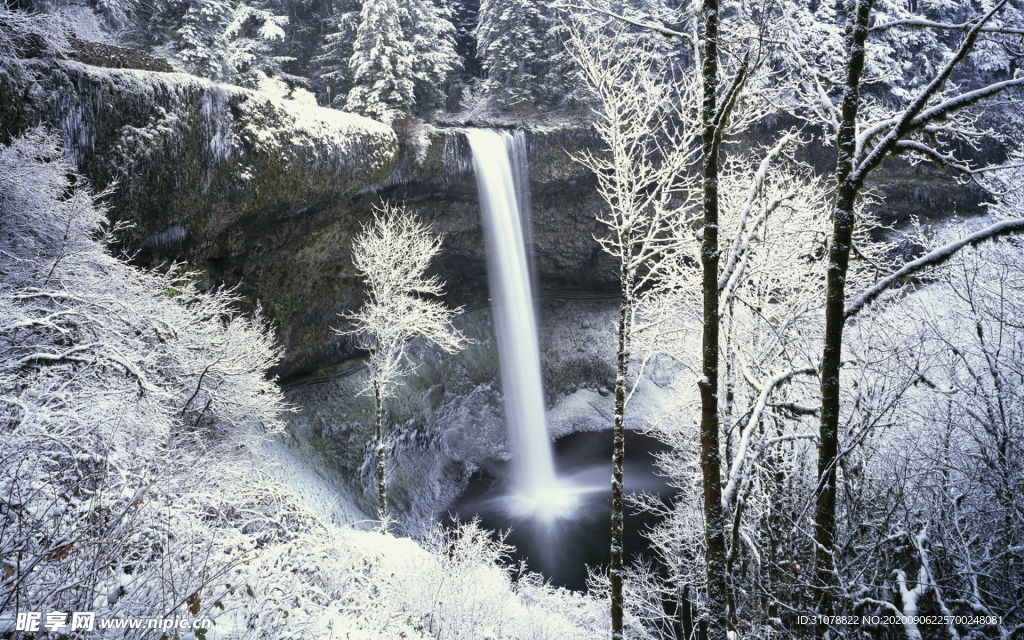 自然风景树林摄影图