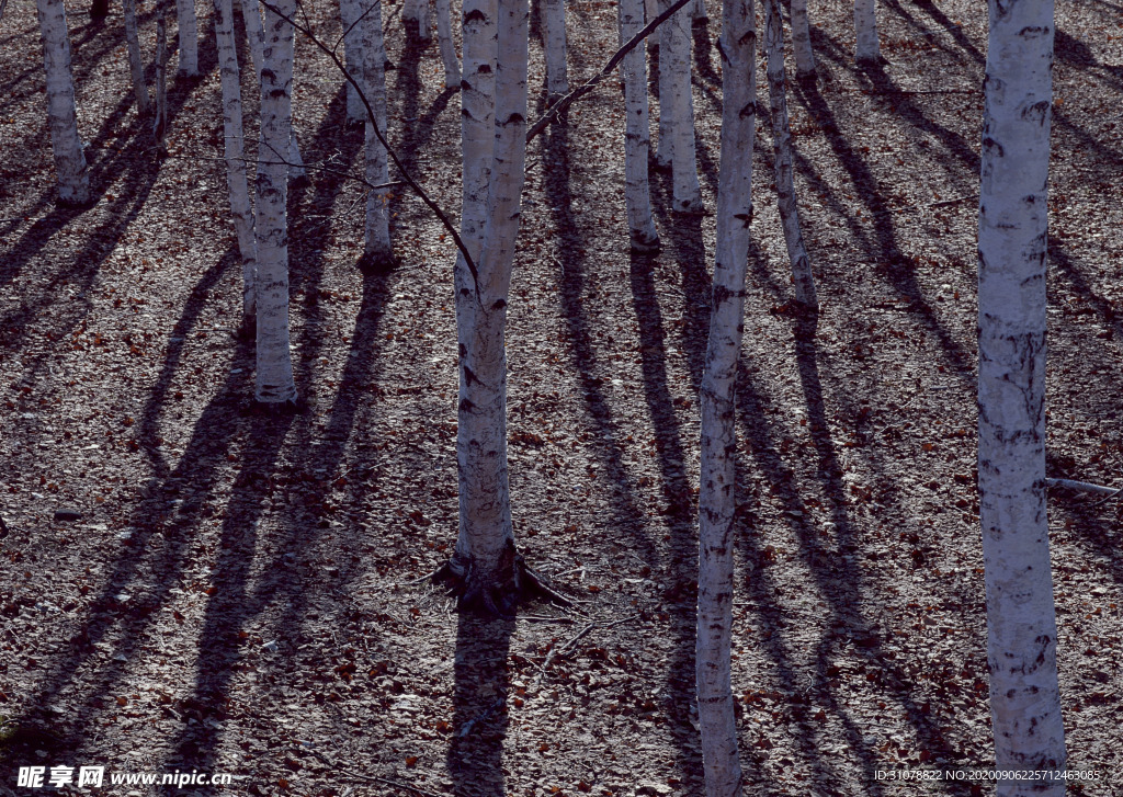 自然风景树林摄影图