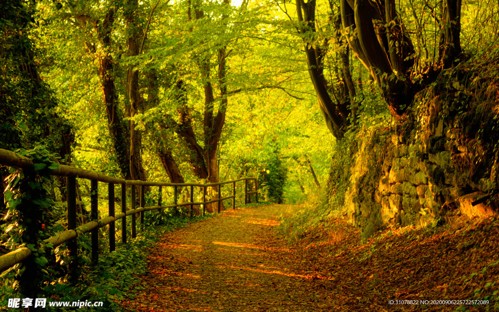 自然风景树林摄影图