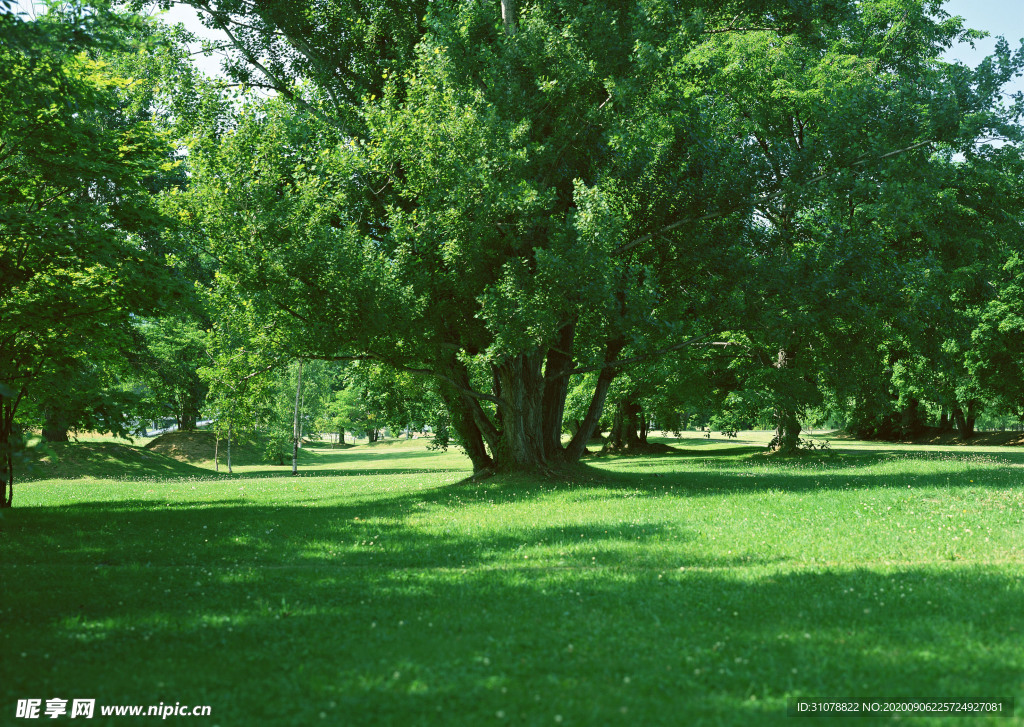 自然风景树林摄影图