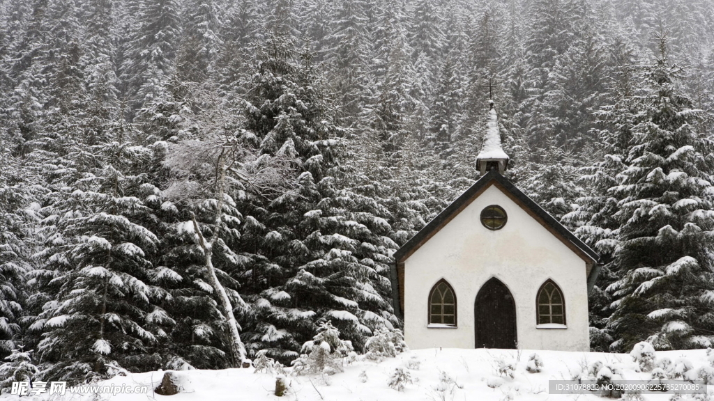 自然风景树林摄影图