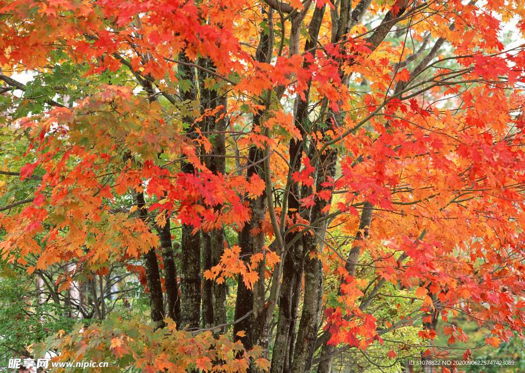 自然风景树林摄影图