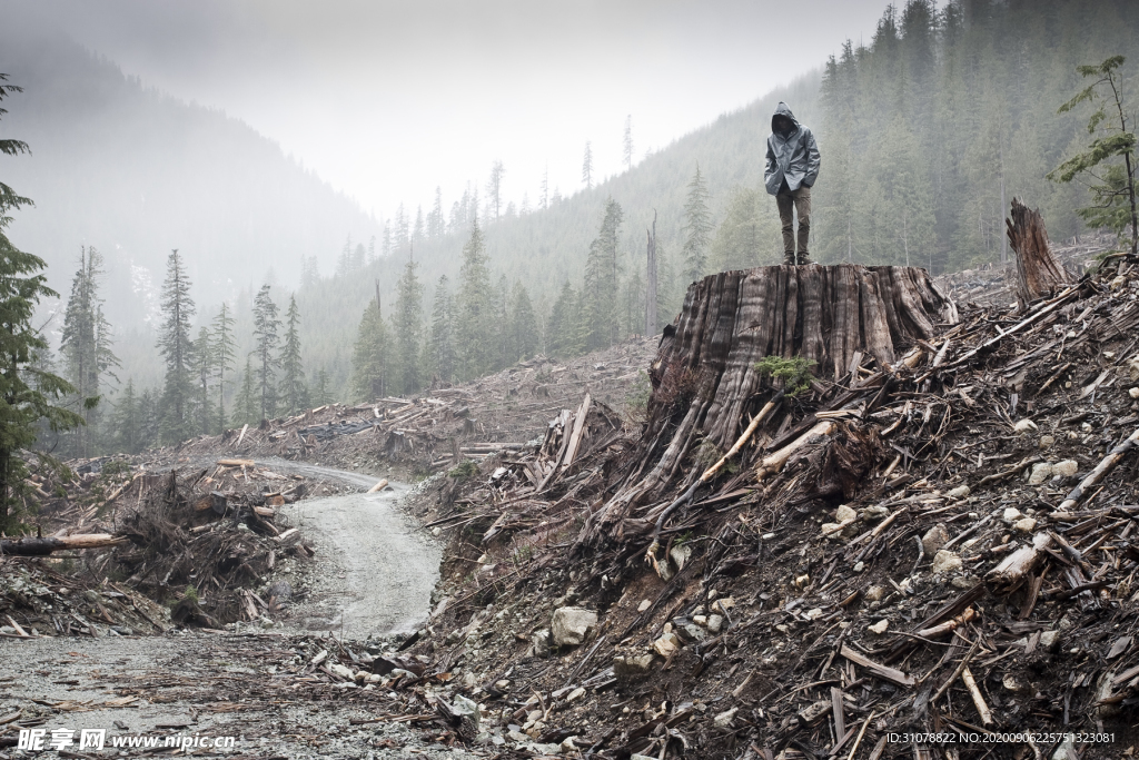 自然风景树林摄影图