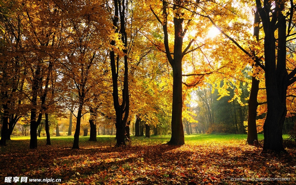 自然风景树林摄影图