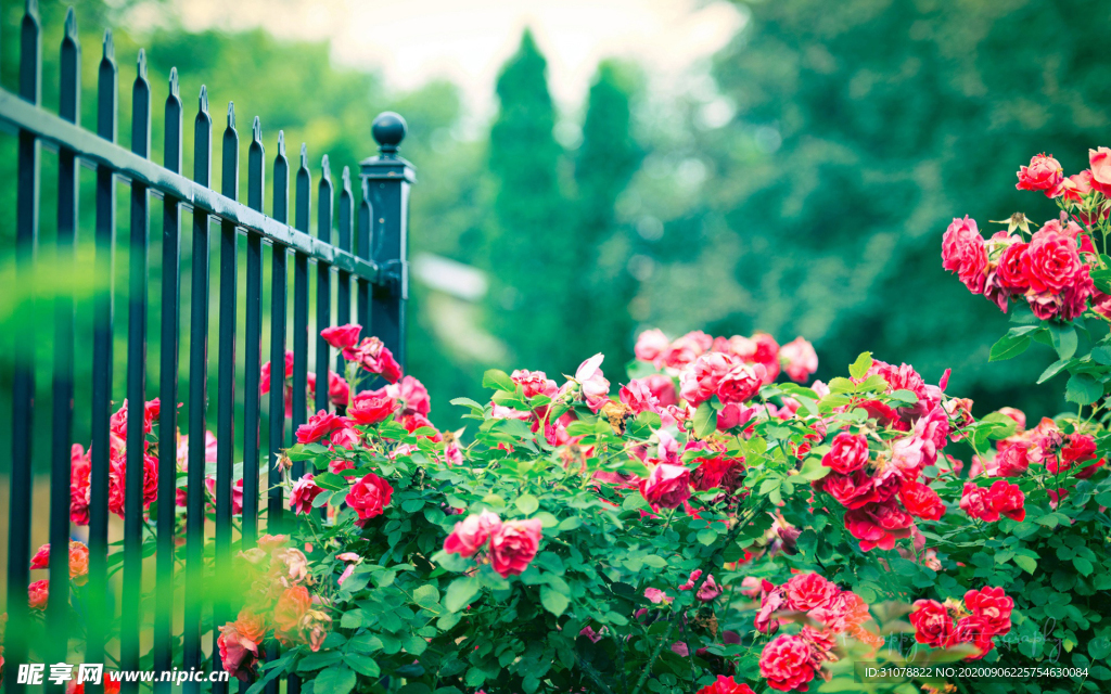 自然风景树林摄影图