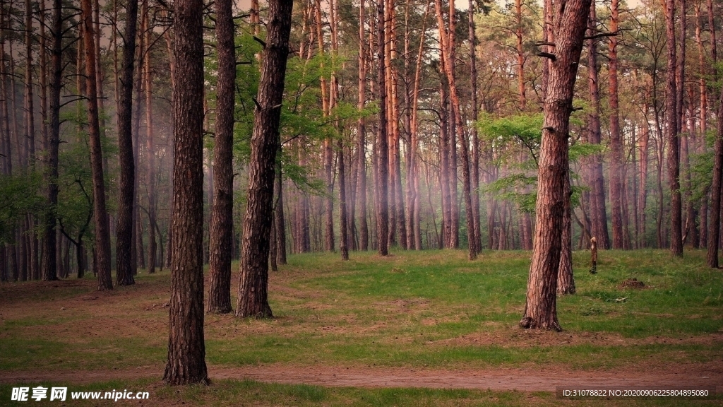 自然风景树林摄影图